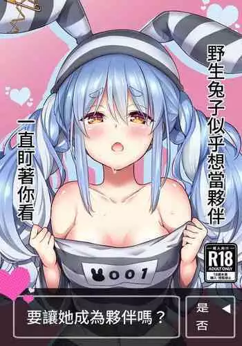 Yasei no Usagi ga Nakama ni Naritasou ni Kochira wo Miteiru | 野生兔子似乎想當夥伴,一直町著你看